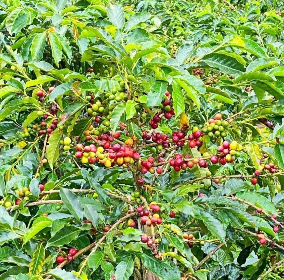 Granja Del Cafe Y Centro De Convenciones 4* Venecia (Antioquia)
